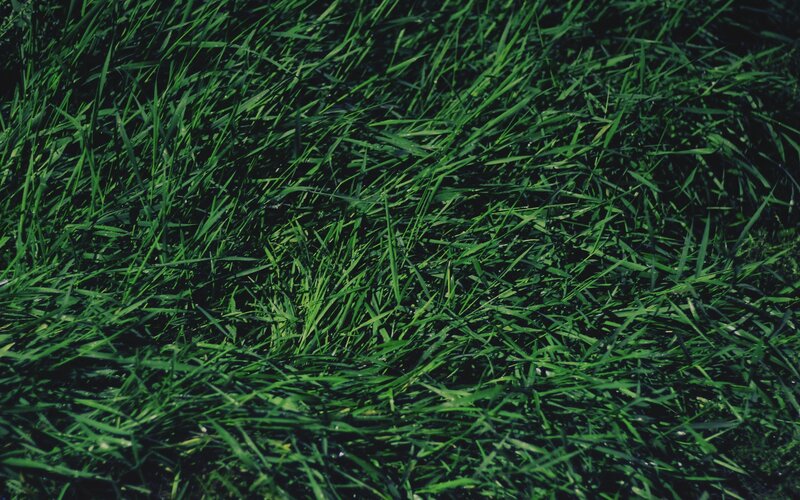 close-up of green grass