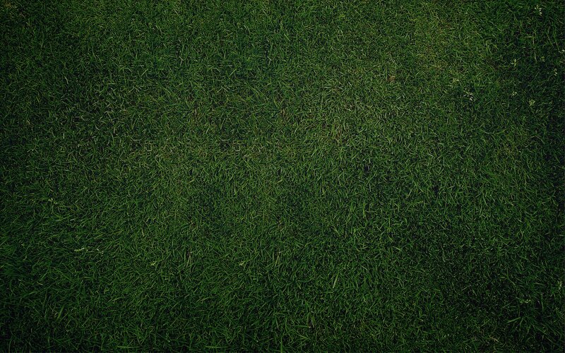 close-up of green grass