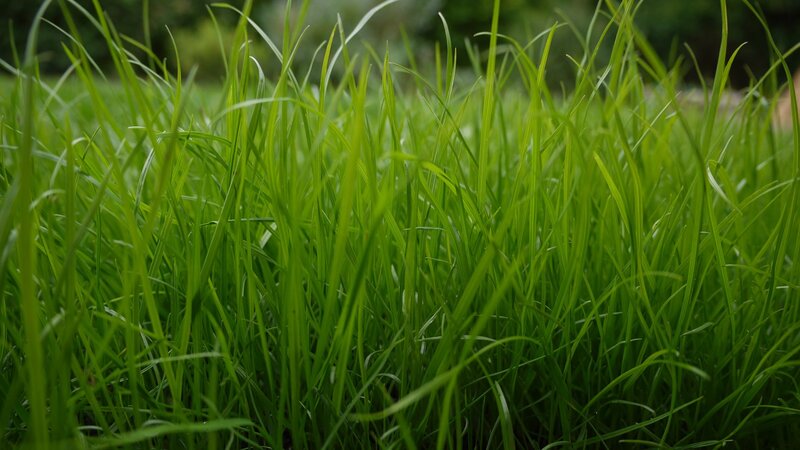 Close-up of green grass