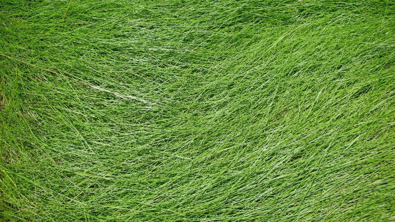 close-up of green grass