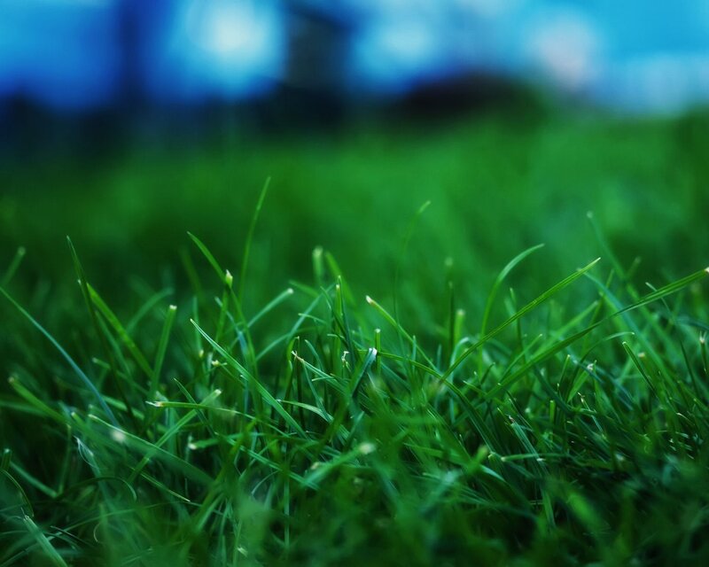 close-up of green grass