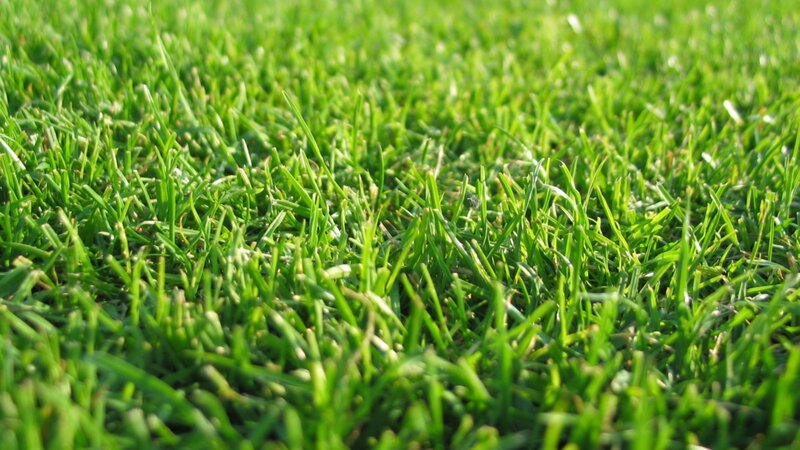 close-up of green grass