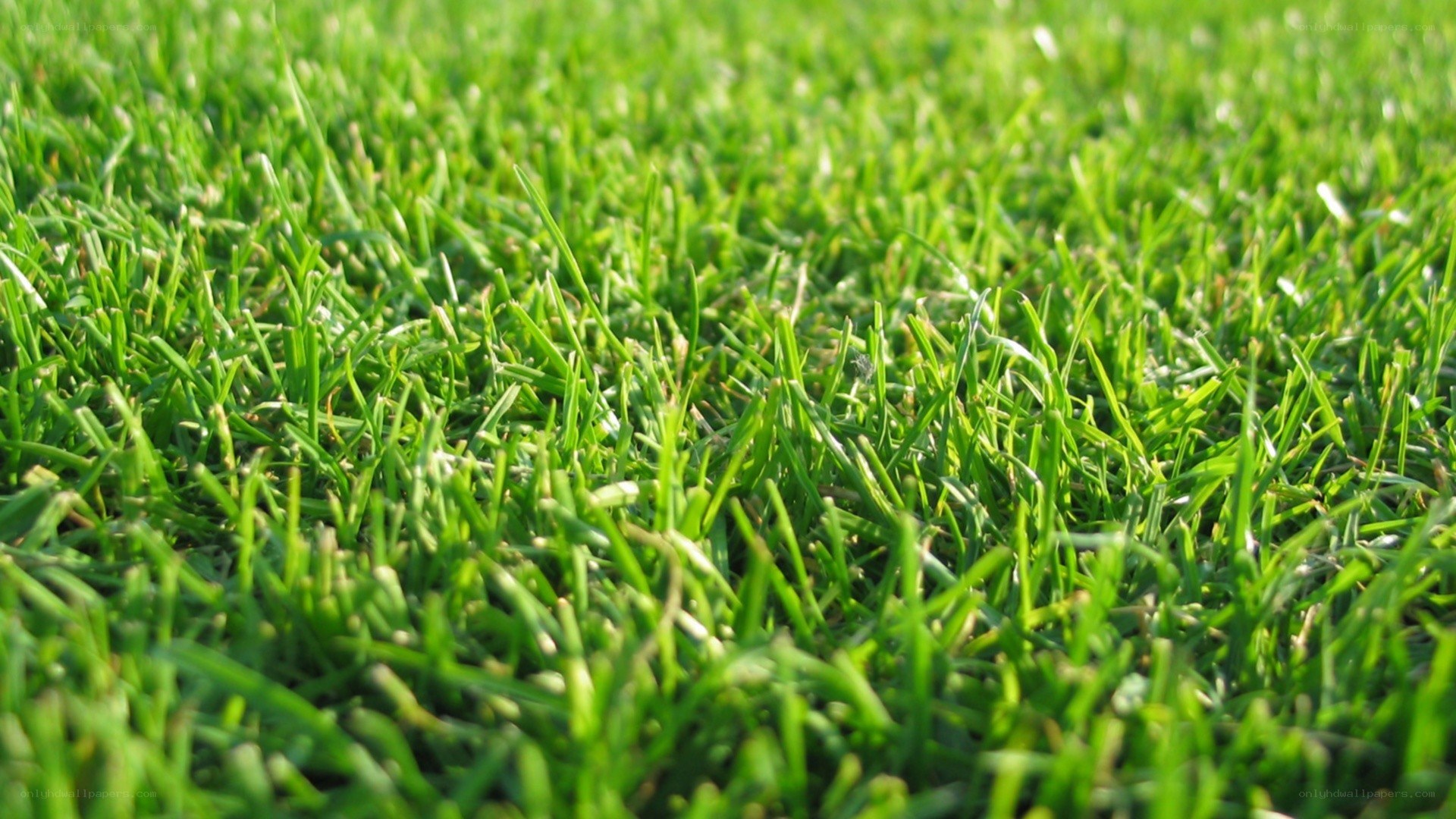 close-up of green grass