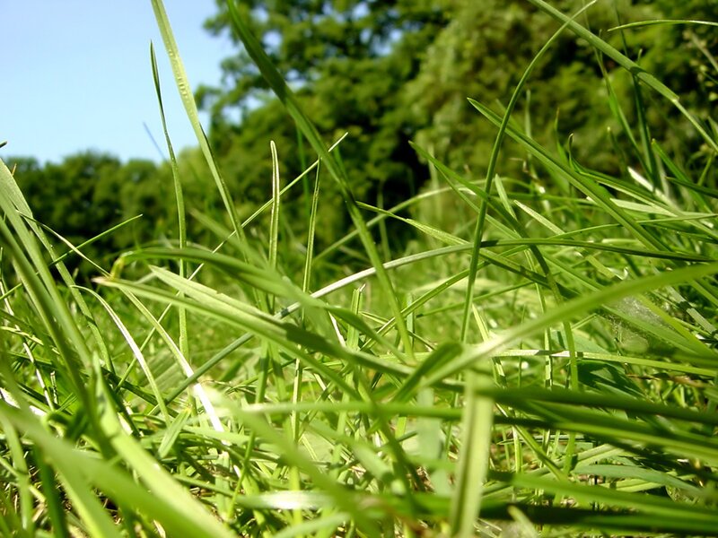 Close-up of green grass