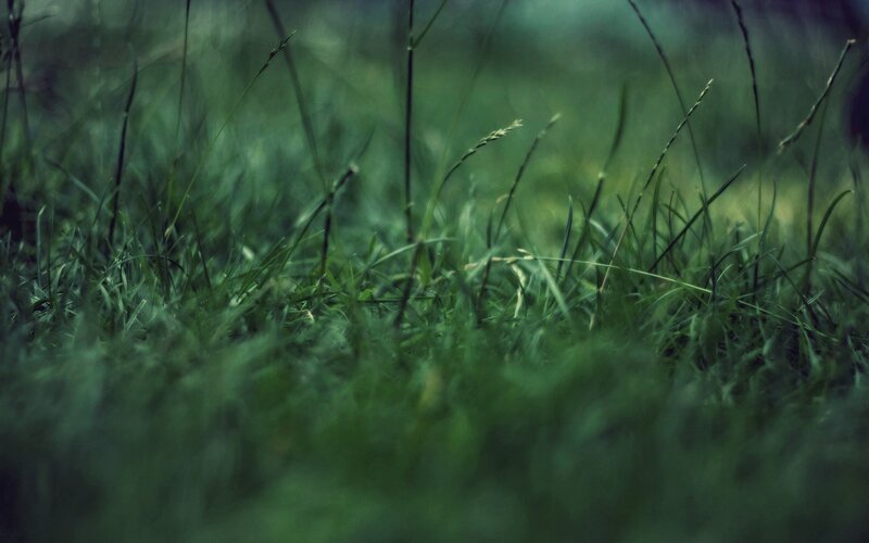 close-up of green grass