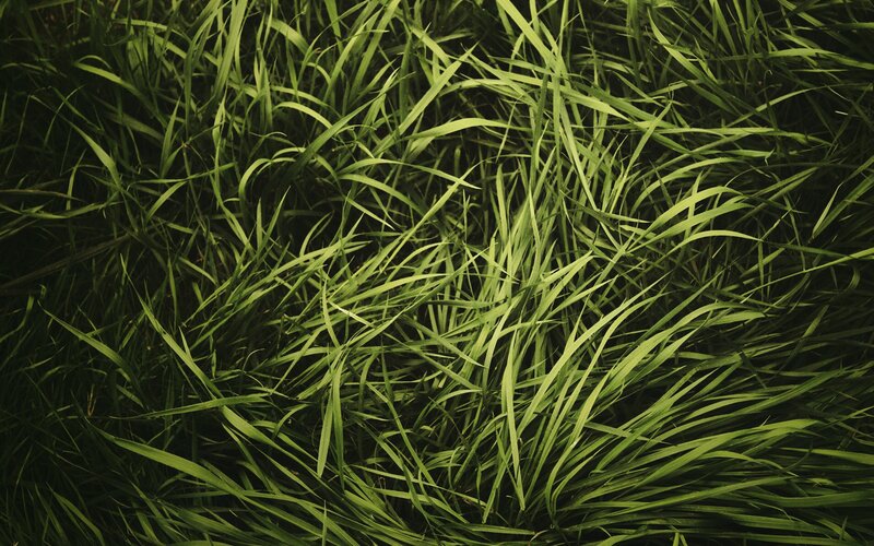 close-up of green grass