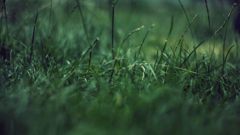 close-up of green grass