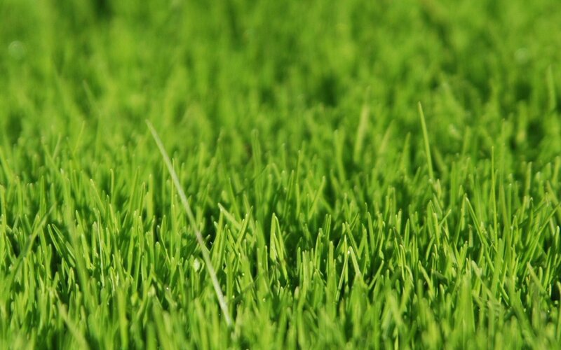 Close-up of green grass