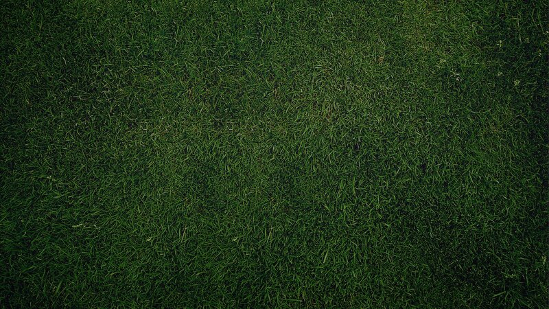 close-up of green grass