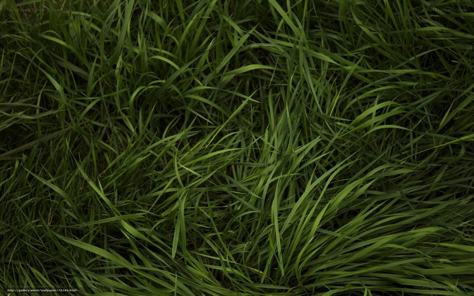 Close-up of green grass