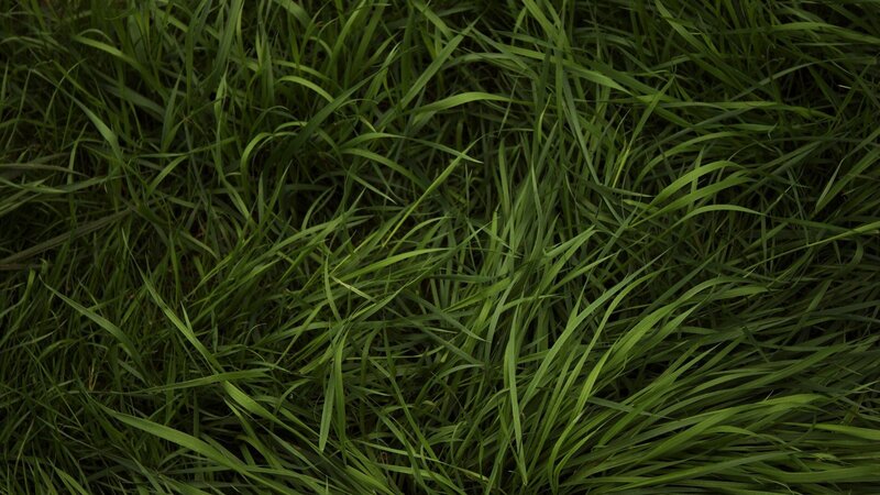 close-up of green grass