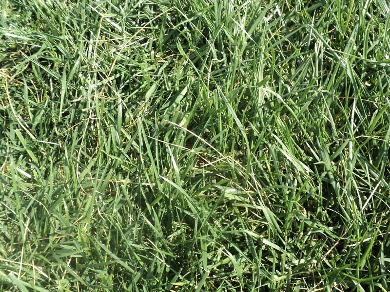 close-up of green grass