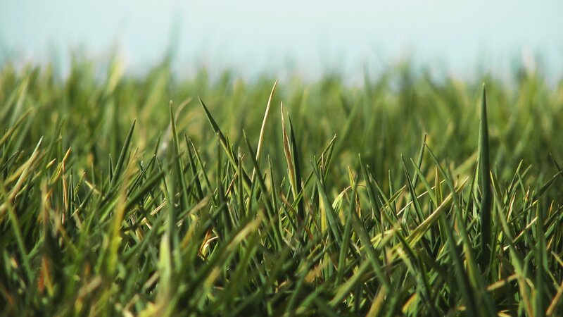 close-up of green grass
