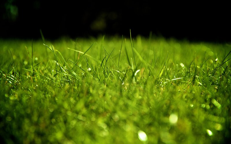 Close-up of green grass