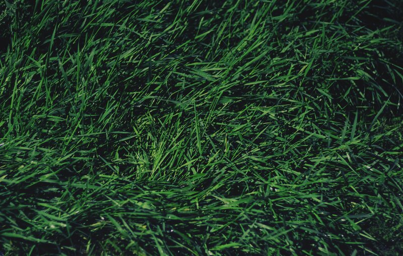 close-up of green grass