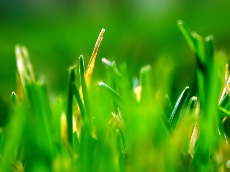 Close-up of green grass