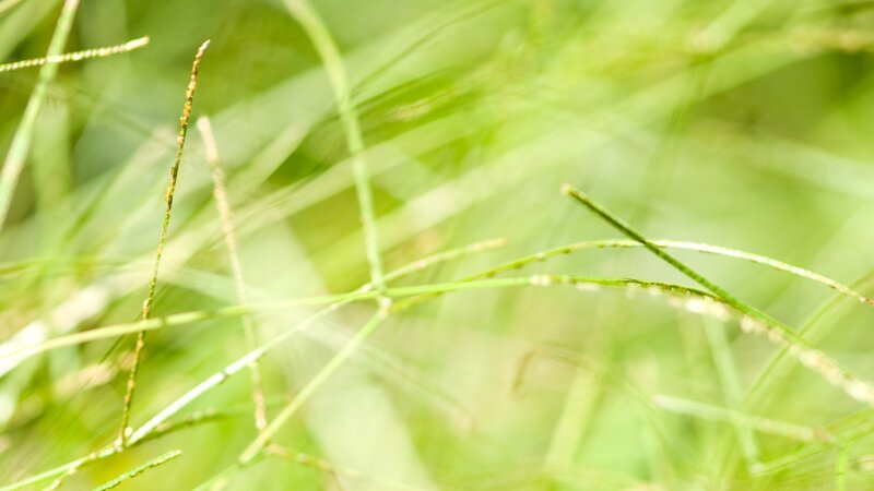 Close-up of green grass