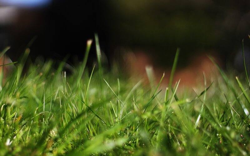 close-up of green grass