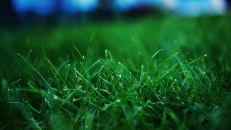 Close-up of green grass