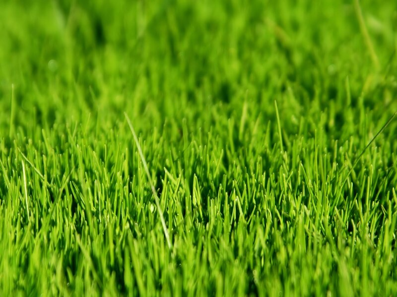 Close-up of green grass