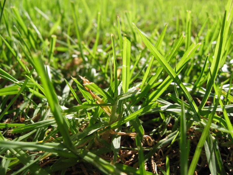Close-up of green grass