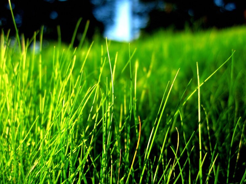 Close-up of green grass