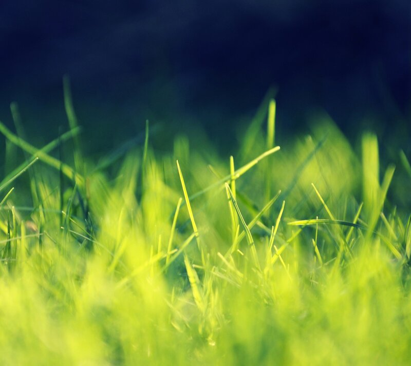 Close-up of green grass