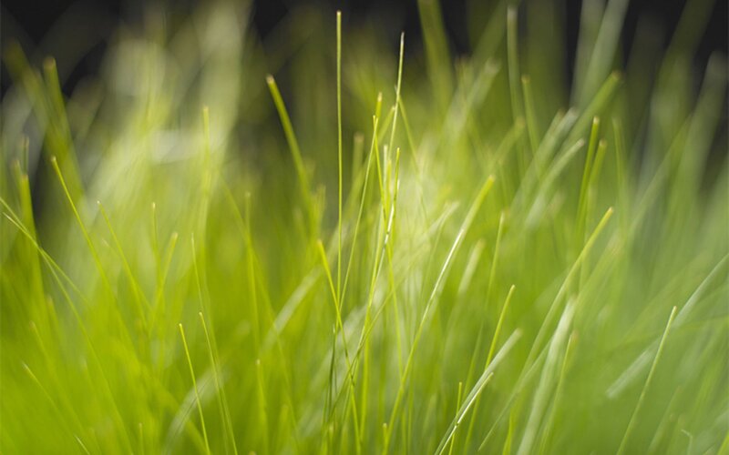 Close-up of green grass
