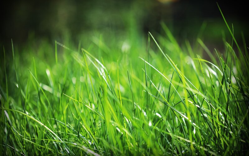 Close-up of green grass