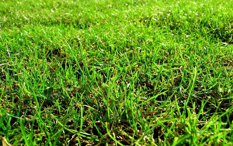 close-up of green grass