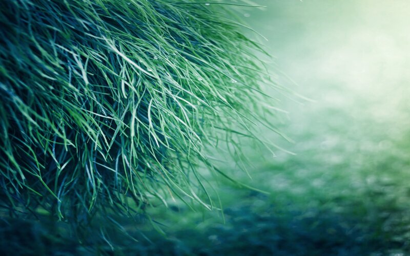Close-up of green grass