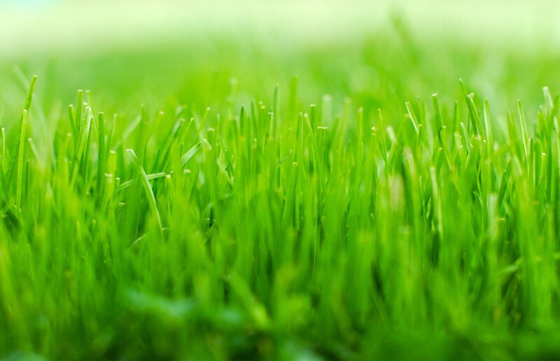 Close-up of green grass