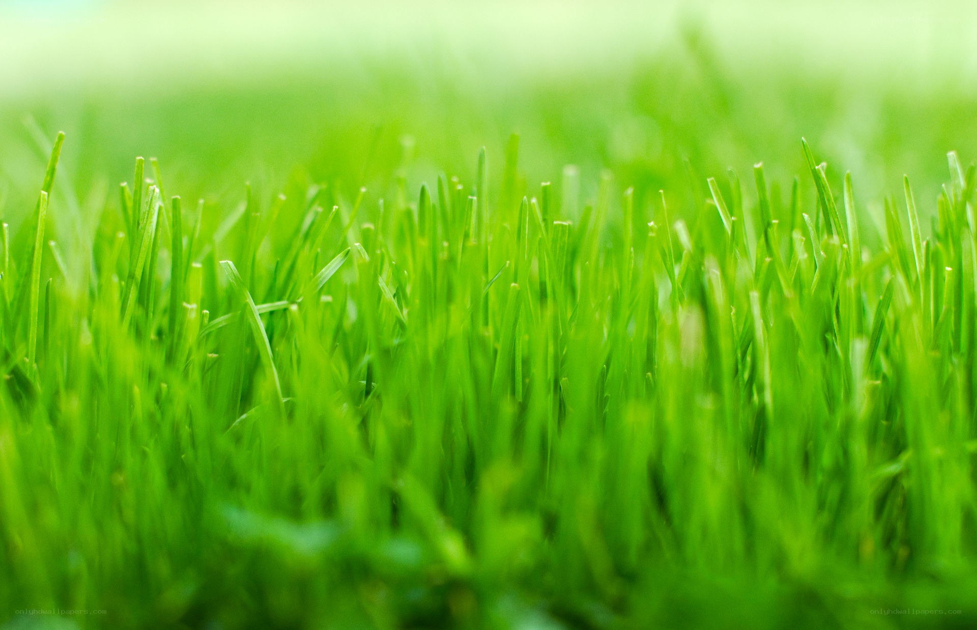 Close-up of green grass