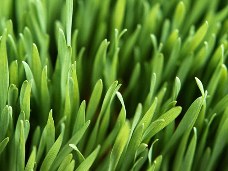 Close-up of green grass blades