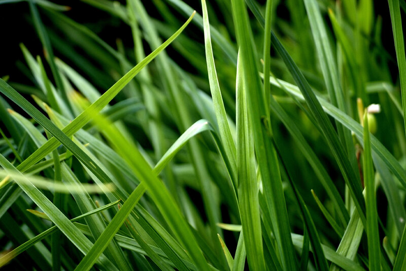close-up of green grass blades