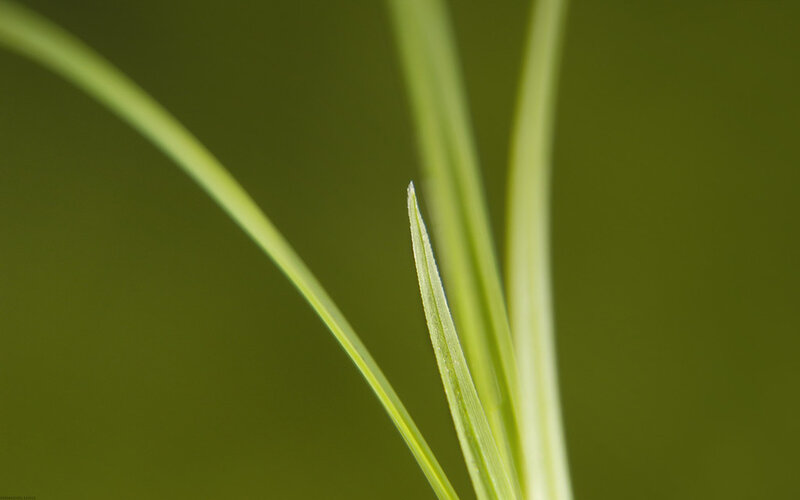 close-up of green grass blades