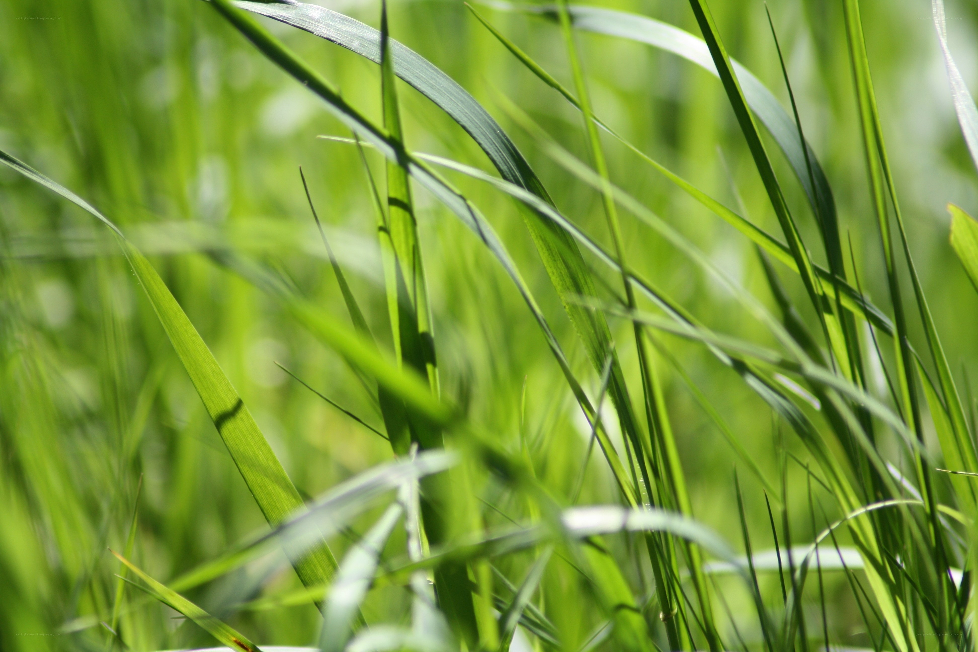 Close-up of green grass blades