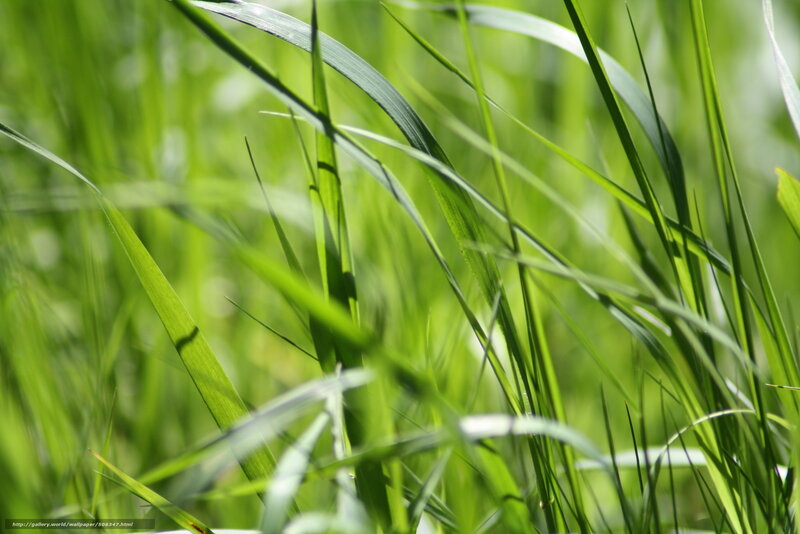 Close-up of green grass blades