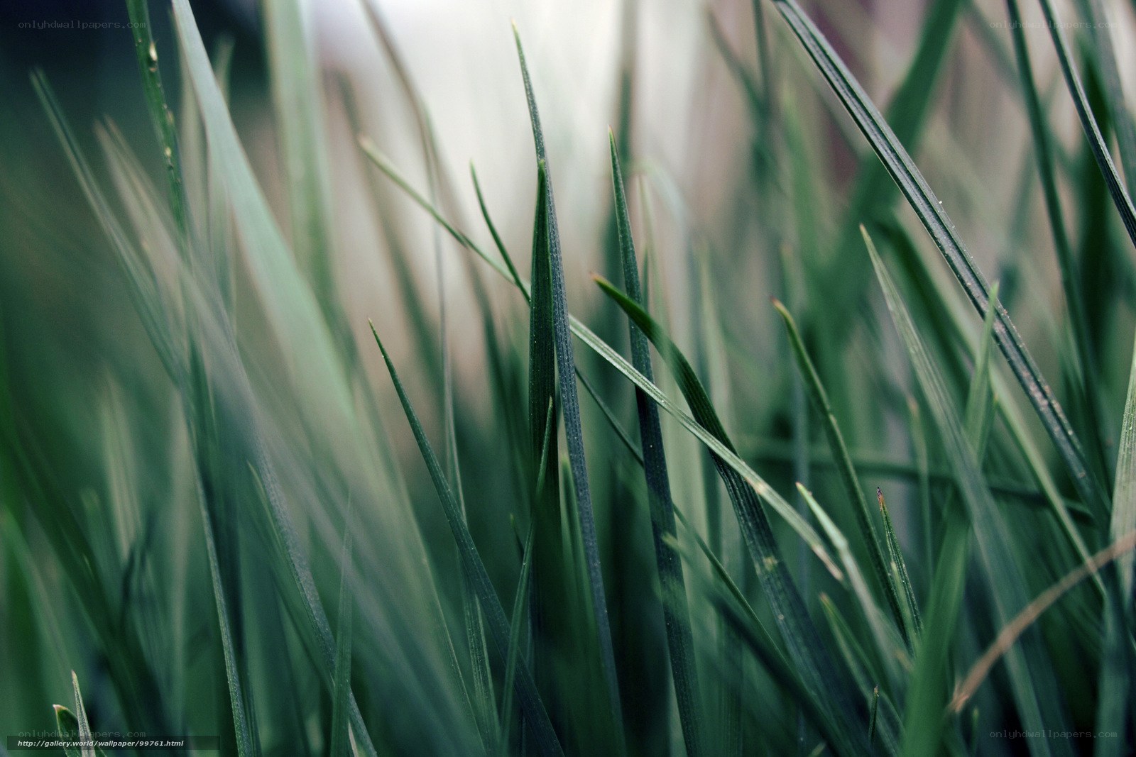 Close-up of green grass blades