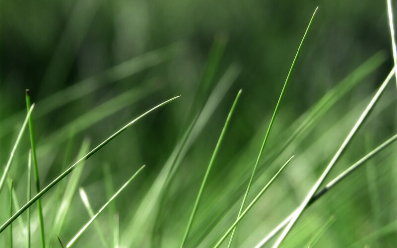 Close-up of green grass blades