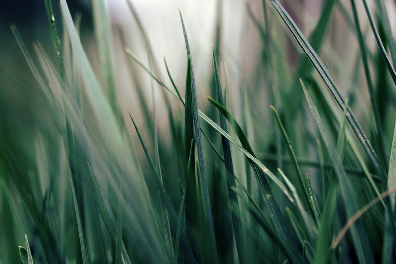 Close-up of green grass blades