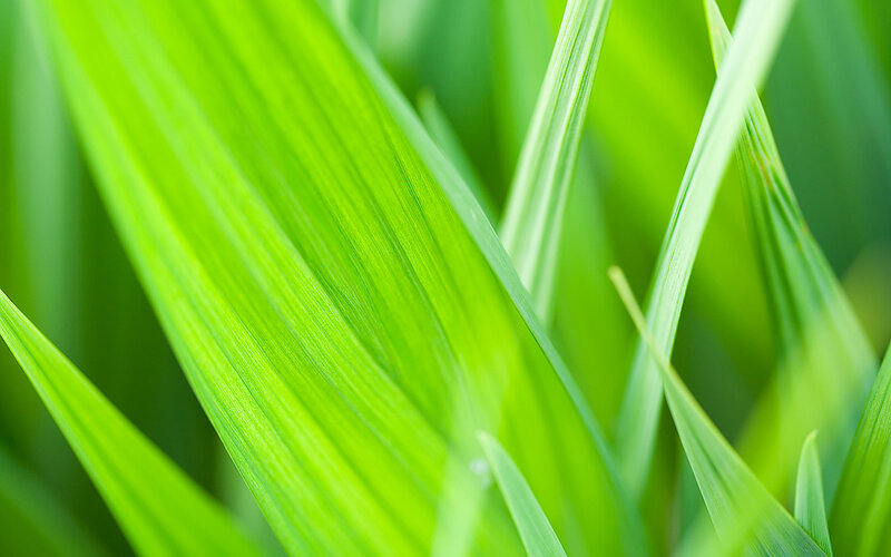 Close-up of green grass blades