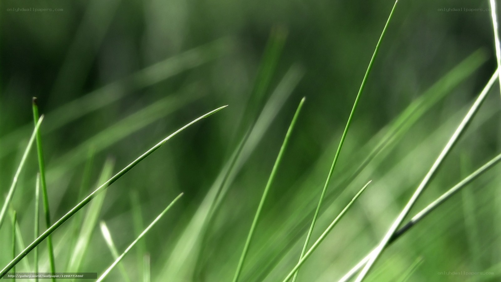 Close-up of green grass blades