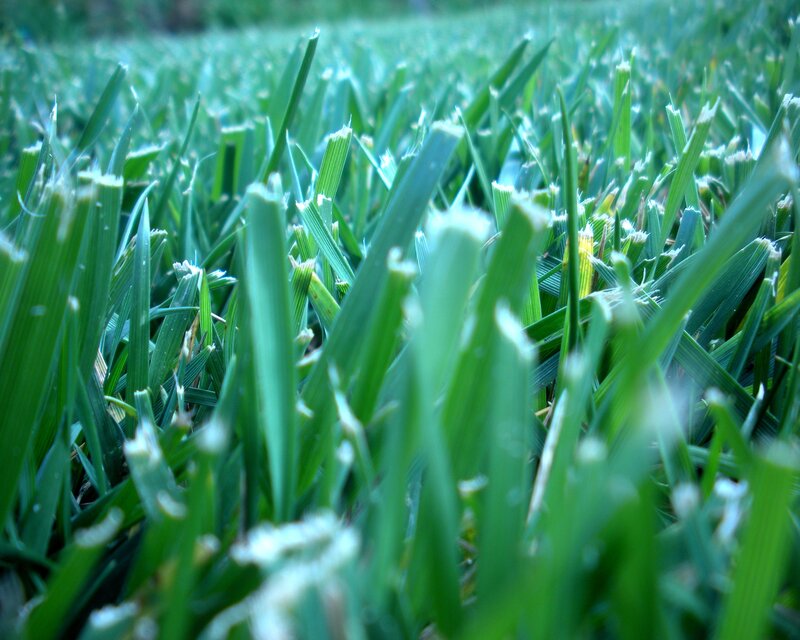 close-up of green grass blades