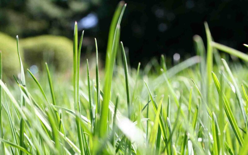 Close-up of green grass blades