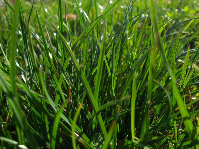Close-up of green grass blades