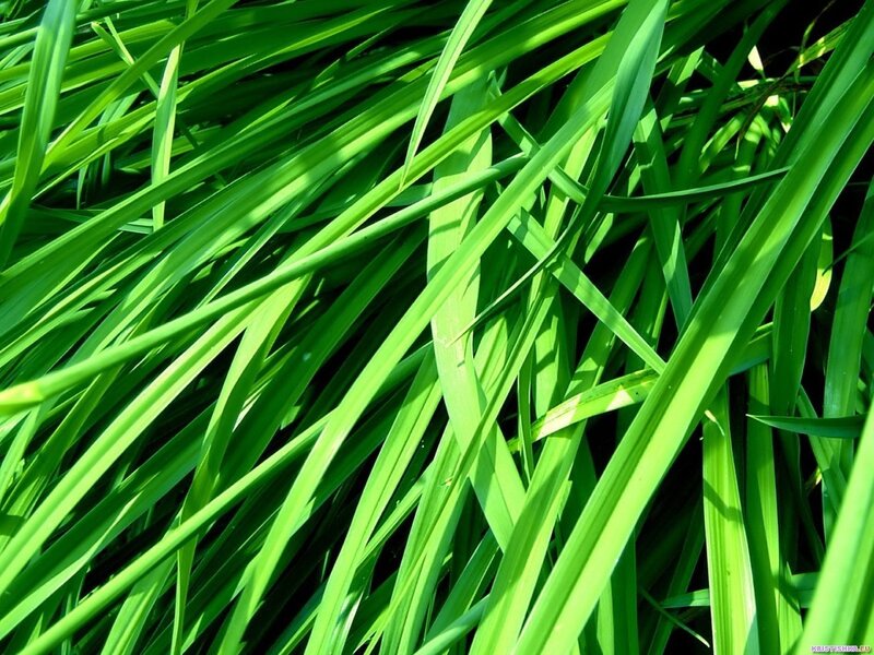 Close-up of green grass blades