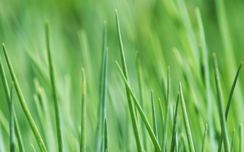 Close-up of green grass blades