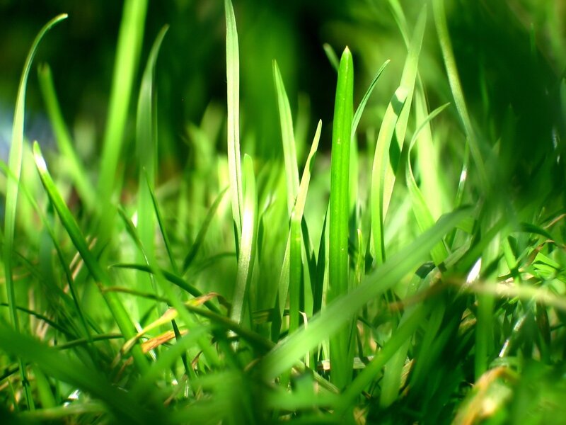 Close-up of green grass blades