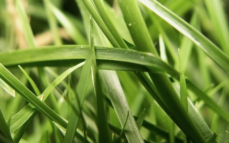 Close-up of green grass blades
